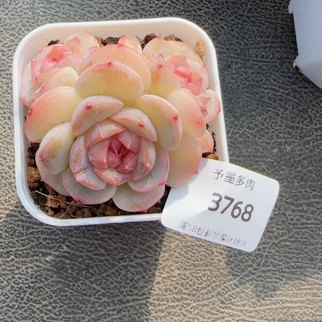 舒芙蕾，3768多肉植物