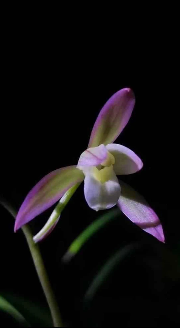 建兰铭品（荷塘月色）带花芽三苗草特壮 脱盆裸根发货