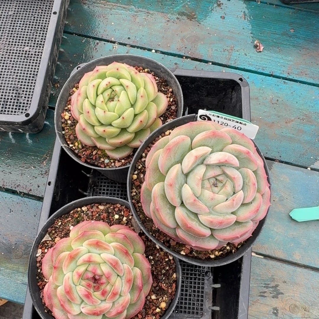 从前慢多肉精选编号1120.40