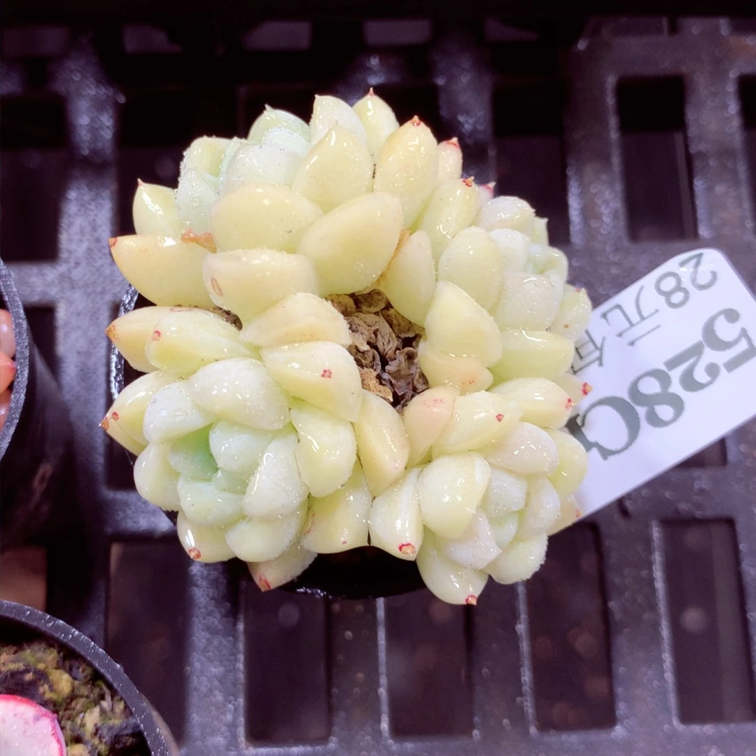 5厘米盆精控多肉528