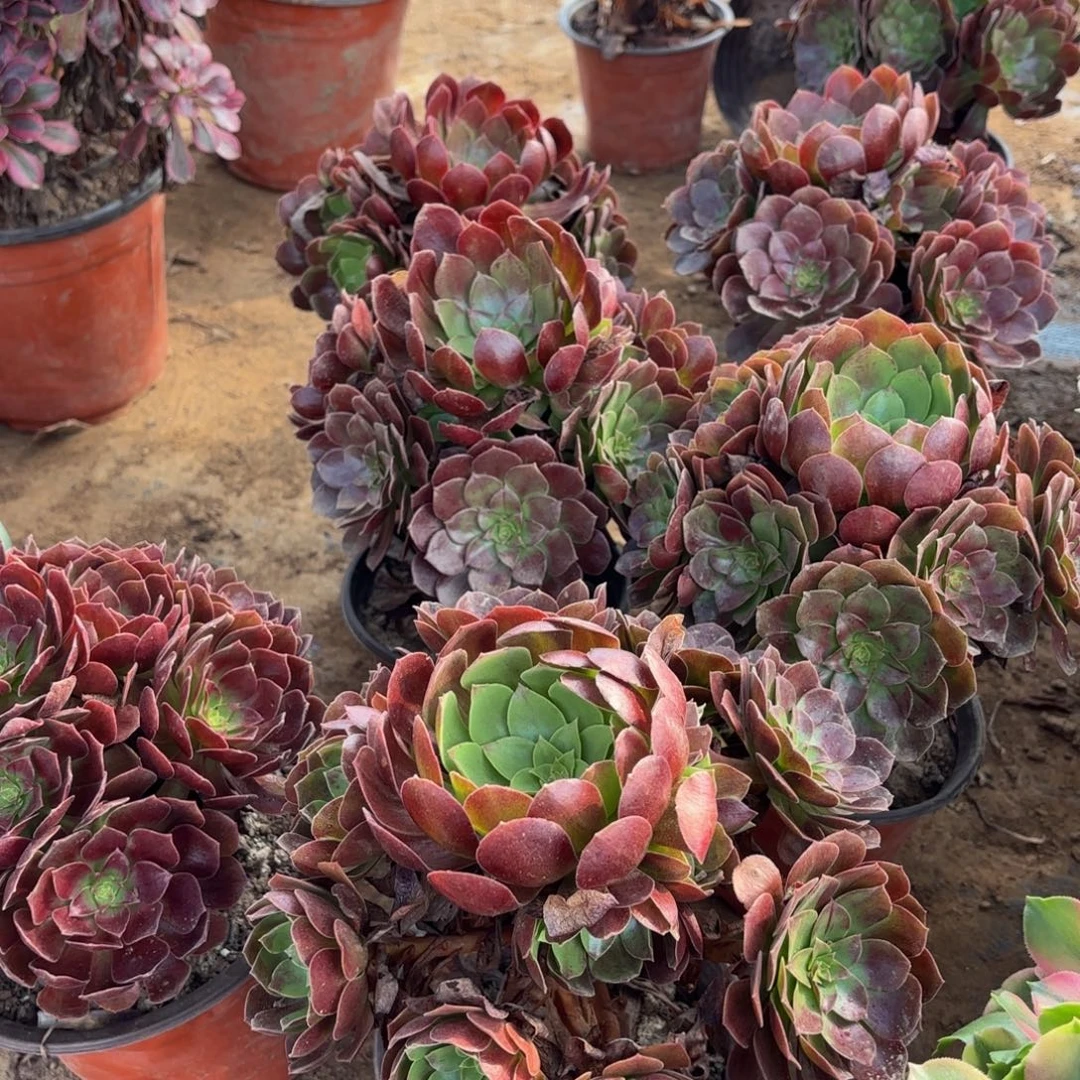 黑玫瑰9.9法师多肉木质