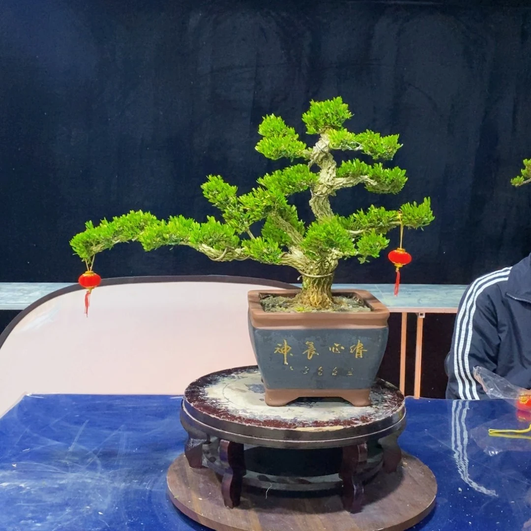 室内室外好养盆景锦**花