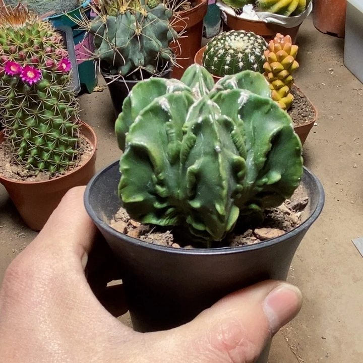 中号核桃仙人球ggg