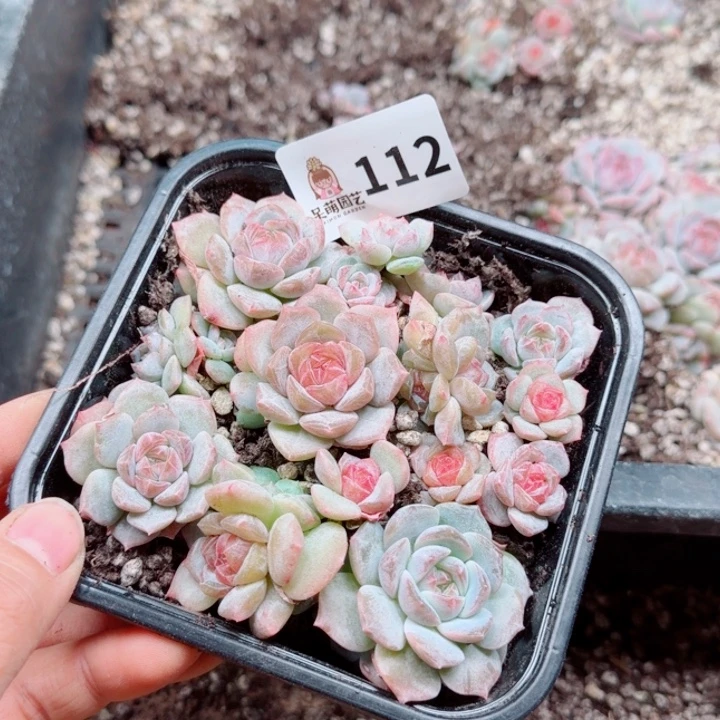 J***简多肉植物多肉植物