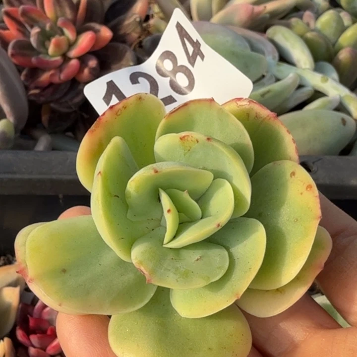 头盖无根多肉植物满18包邮当场凑单不满单隔天发顺丰到付