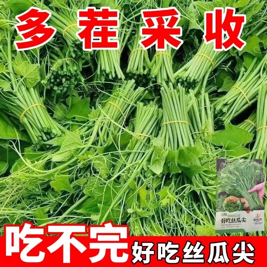 【好吃丝瓜尖种子】龙须菜耐热菜四季丝瓜藤尖苗农家蔬新种