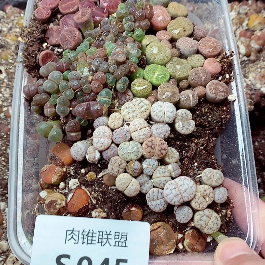 小***星45呃呃呃呃呃呃呃呃呃呃呃呃呃