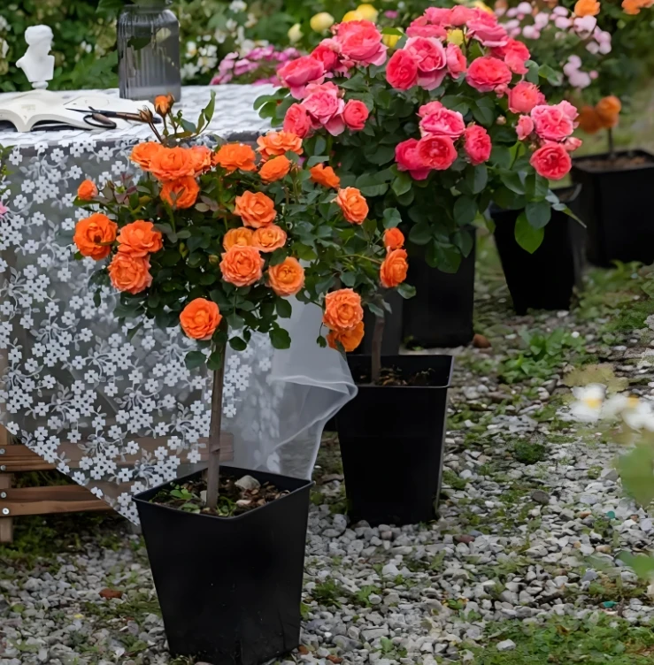 【一物一拍】棒棒糖月季花月季树庭院阳台