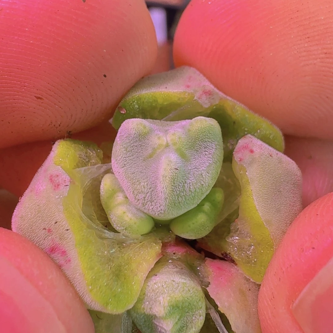 林*琦云缦新年特惠4.62