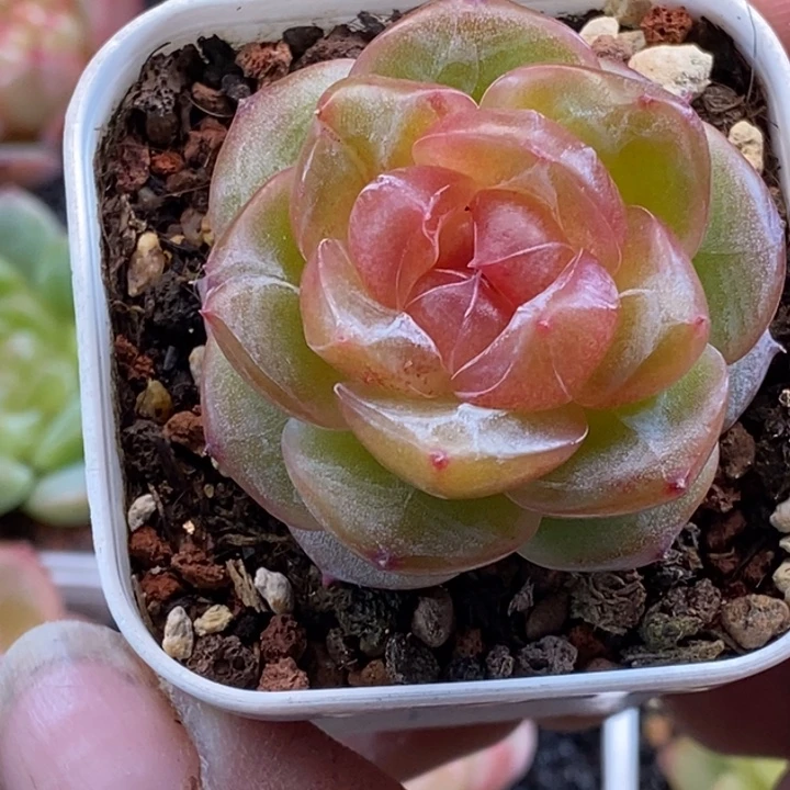 天官赐福百无禁忌