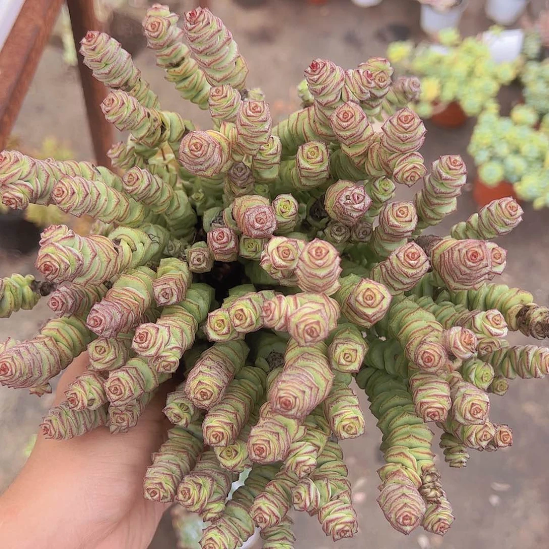 钱串带盆土精品多肉