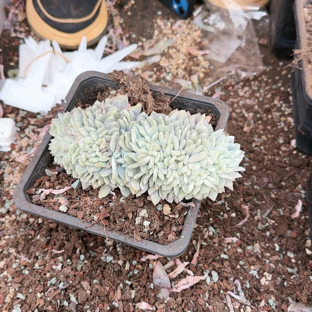 星影缀061号68         肉