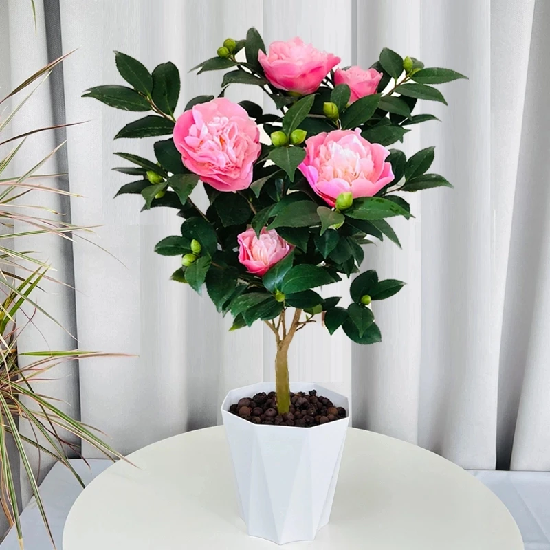 香妃烈香茶花花苗带花苞开花有香味的粉色花卉庭院阳台耐寒的花卉