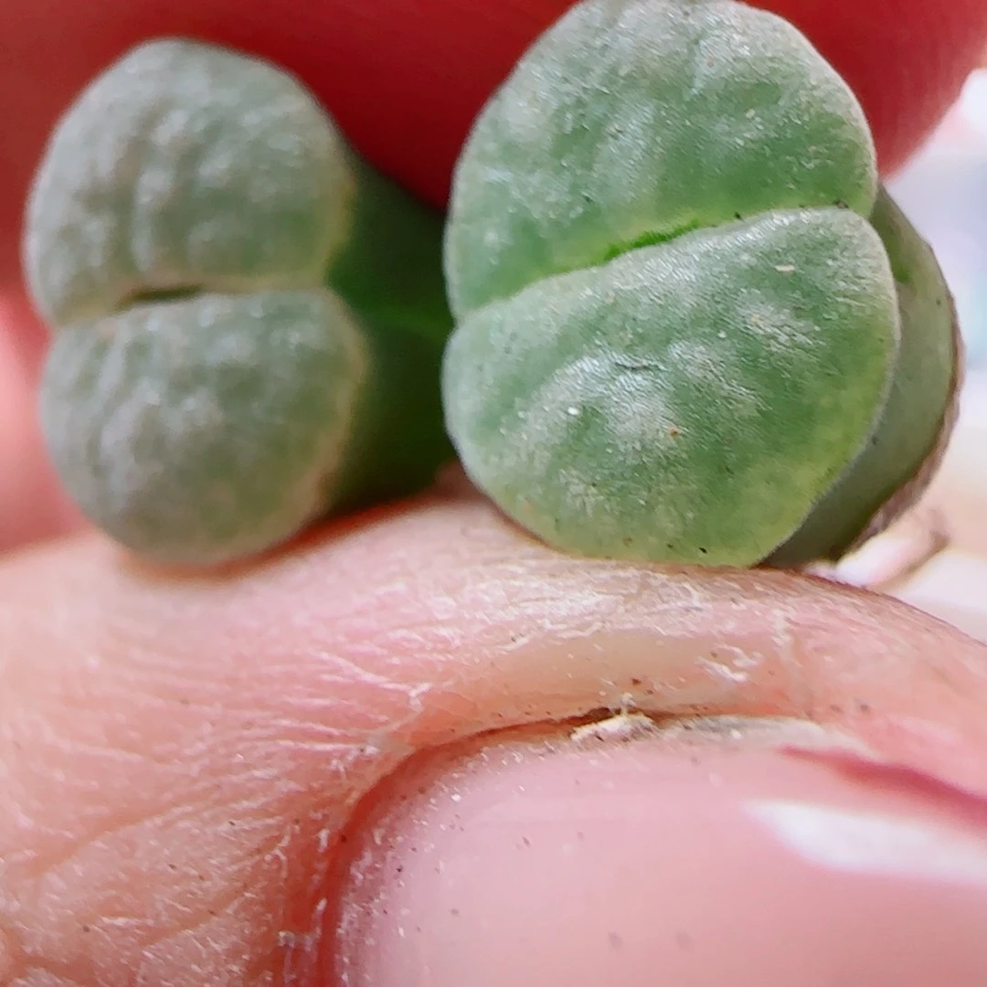 精品雪糯窗。     2颗