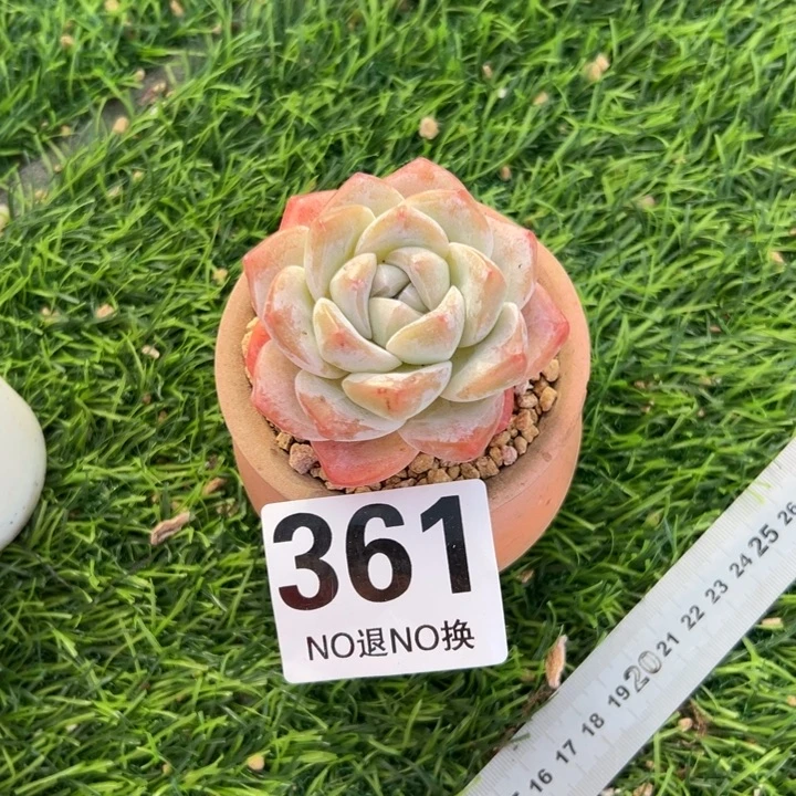 哎***哟A361冰玉一物一拍9.9