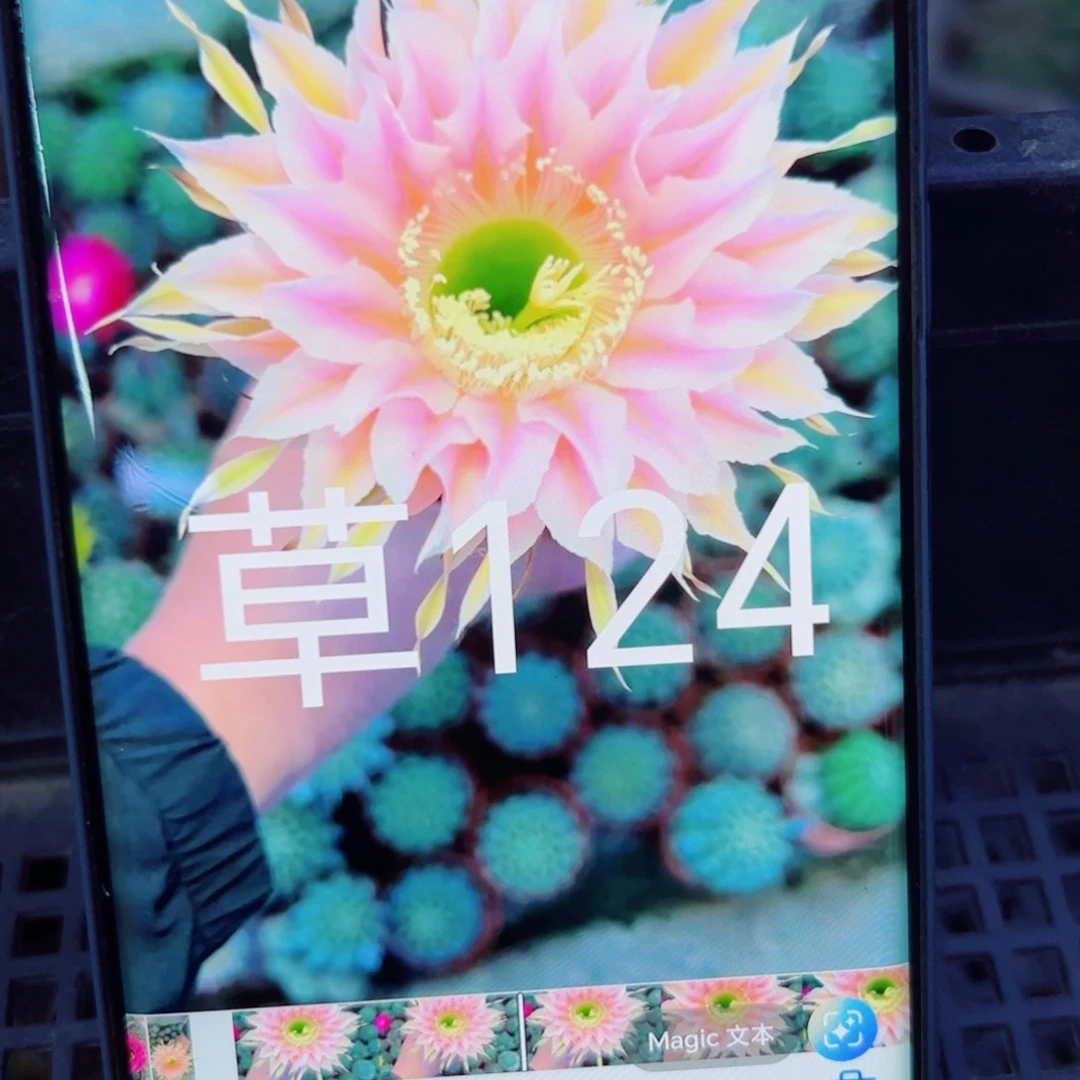 下42彩草134 歪无根侧芽4公分左右20包邮