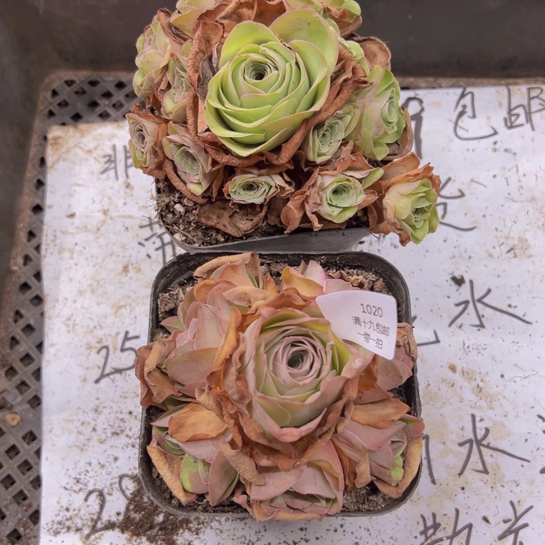 1020 侧牙掉了不包损无售后