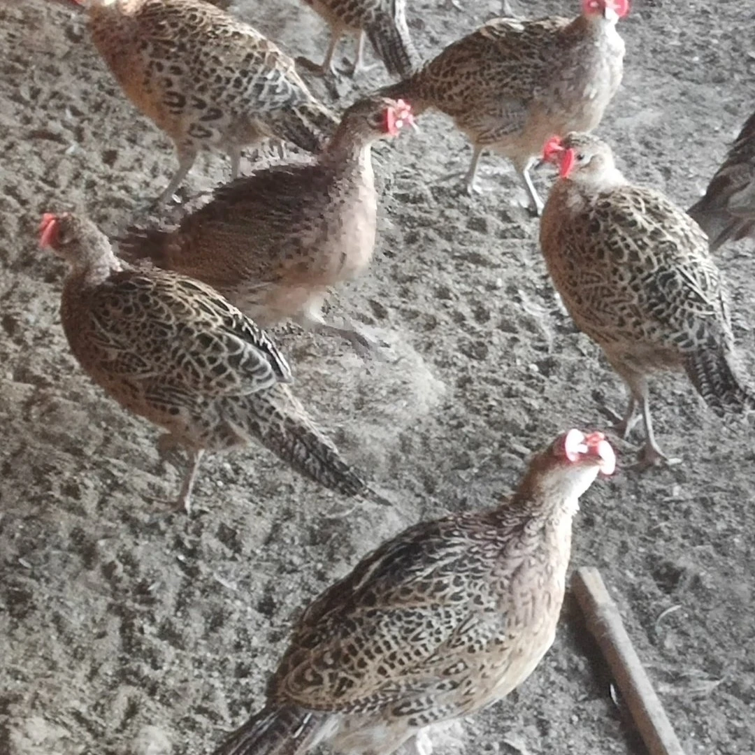 两只七彩母鸡宠物鸡顺丰包邮