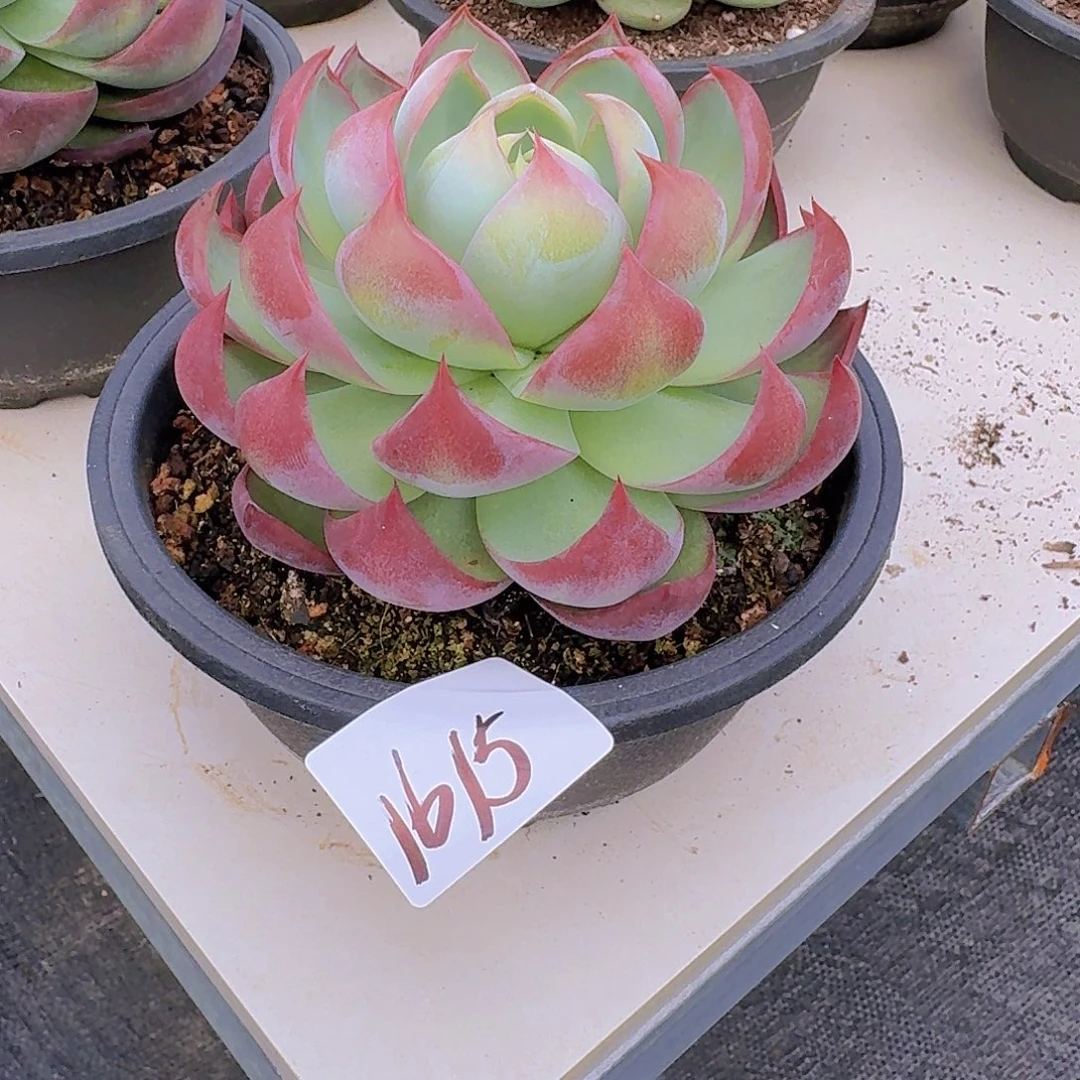 旭***晗1615惊鸿仙子多肉植物