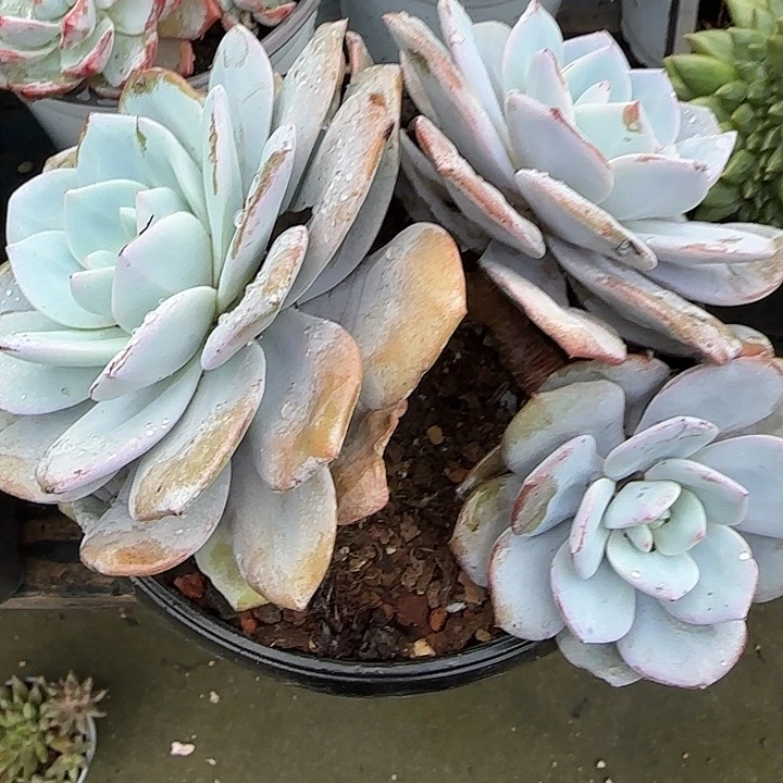 阿****青蛙王子儿童牙膏11