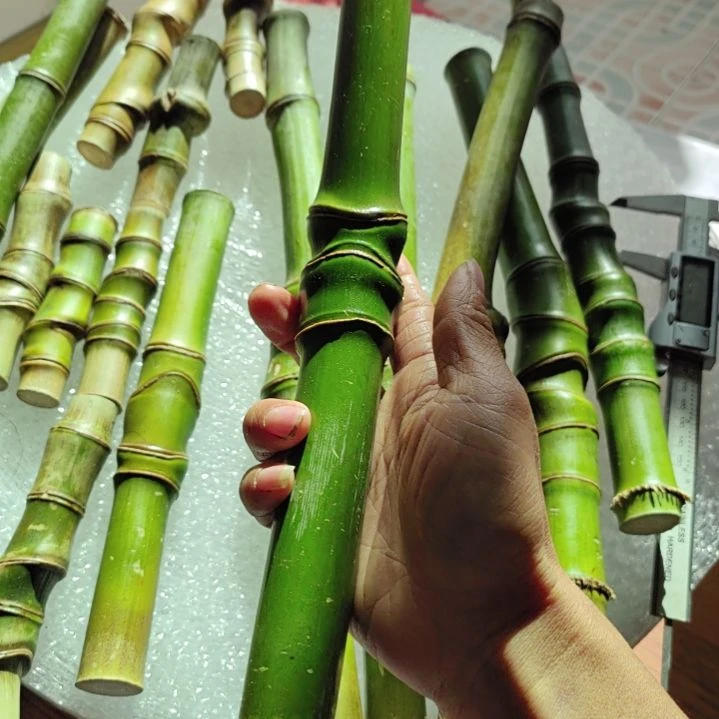 R***s实心竹实心竹实心竹