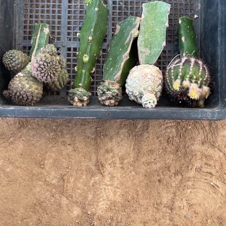 沟宝优博牡丹v兜仙人球1916号