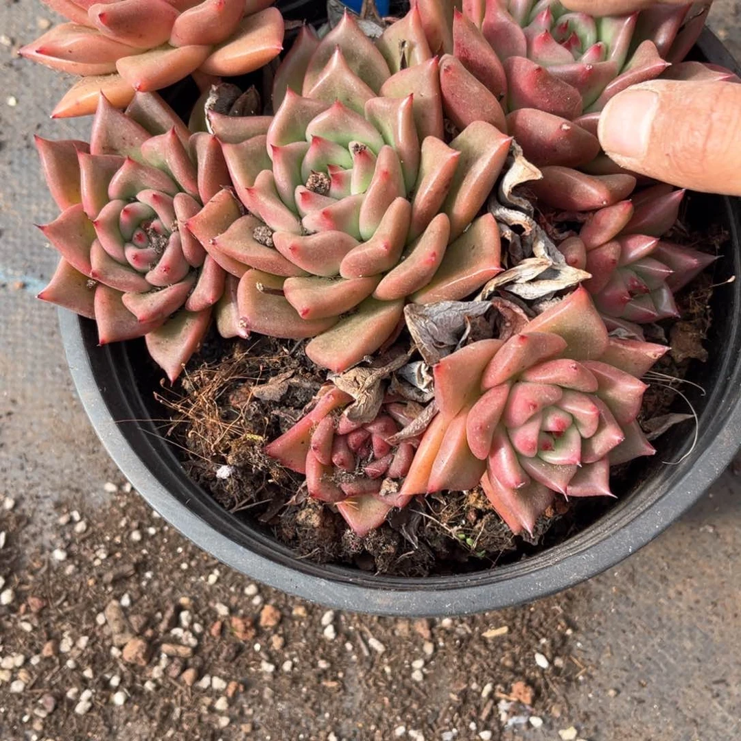 小*呀0050粉冰钻多肉