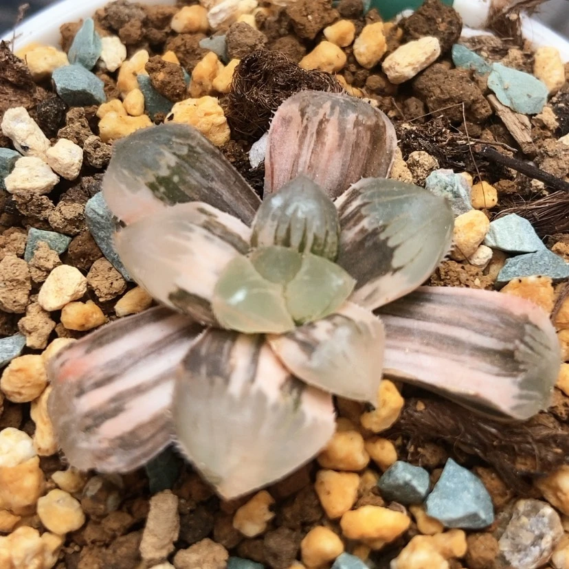 【闪购商品】糯锦189