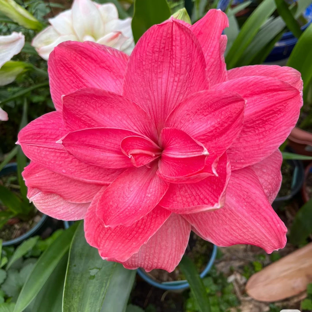 【糖果仙女】包对版自然球多年生基地直发送肥料