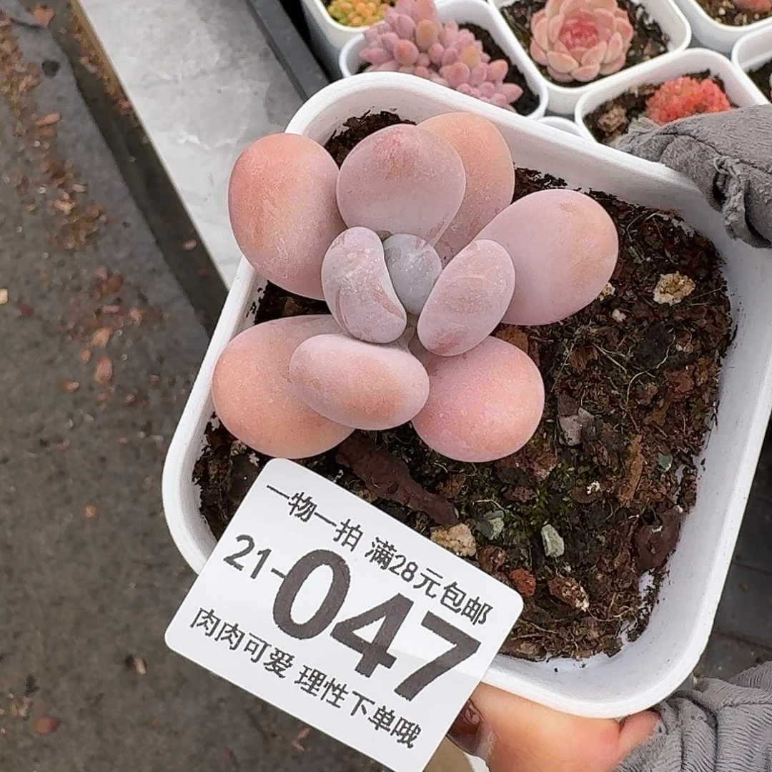 橙奶无盆土发货无