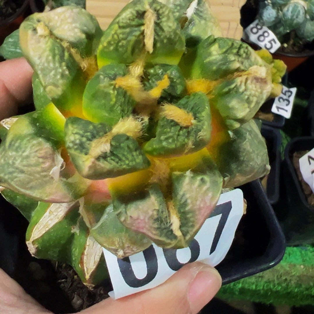 无花朵龟甲牡丹锦067