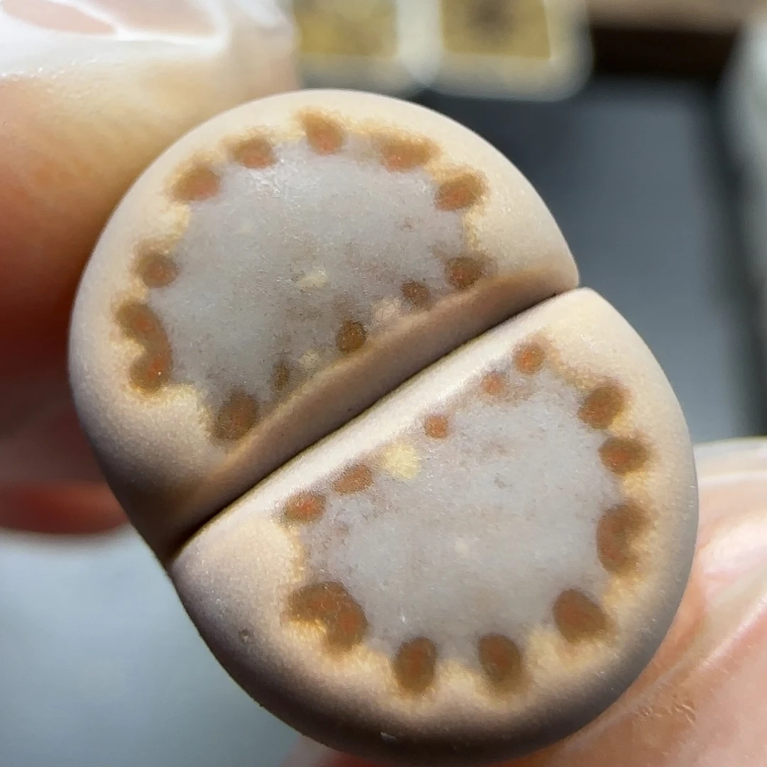 12.24T  c24饼干。5011