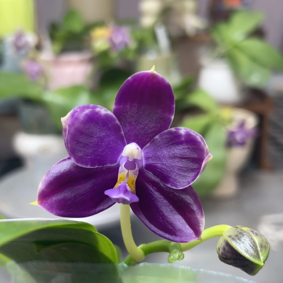 完全开放YW08，2.5杯开花株