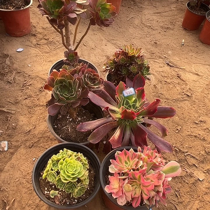 522多肉植物瑕疵特价，