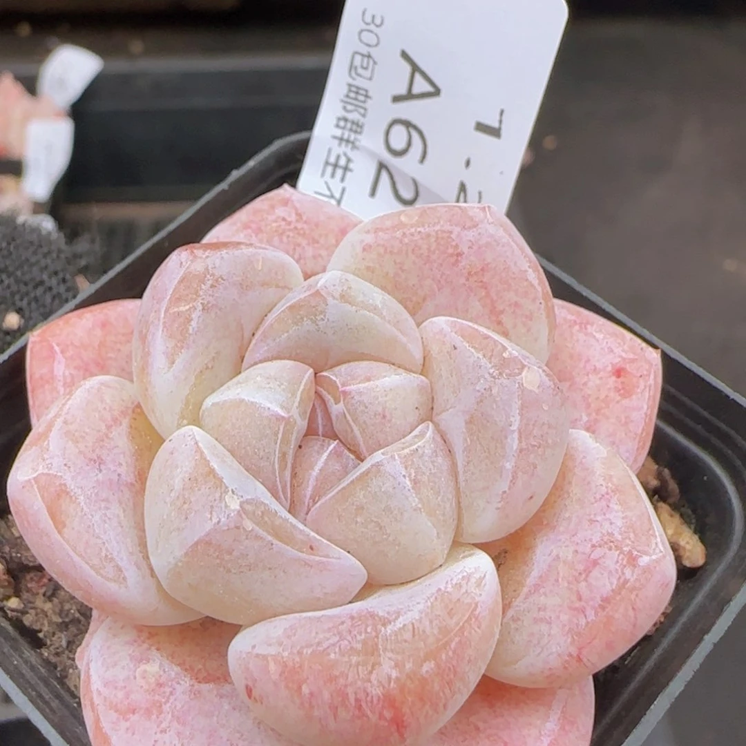 糖心冰玉单头一颗脱土