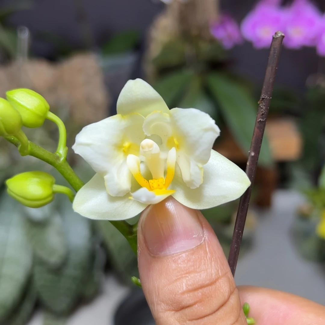 大部分开放少量花苞