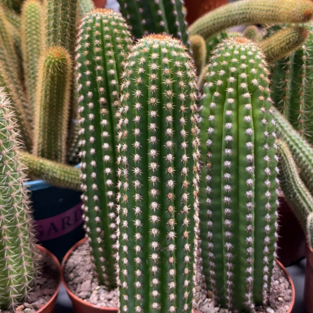 紫罗兰金妞自根高一杯