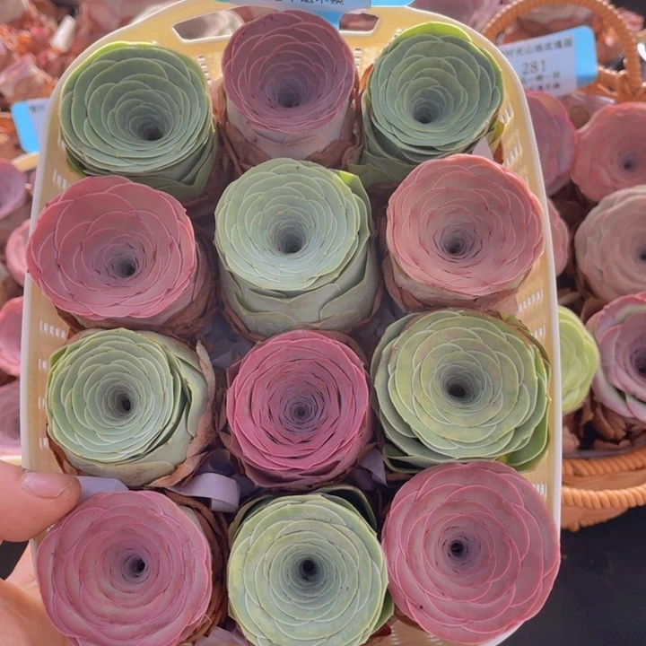 山地玫瑰14裸根发货不售后