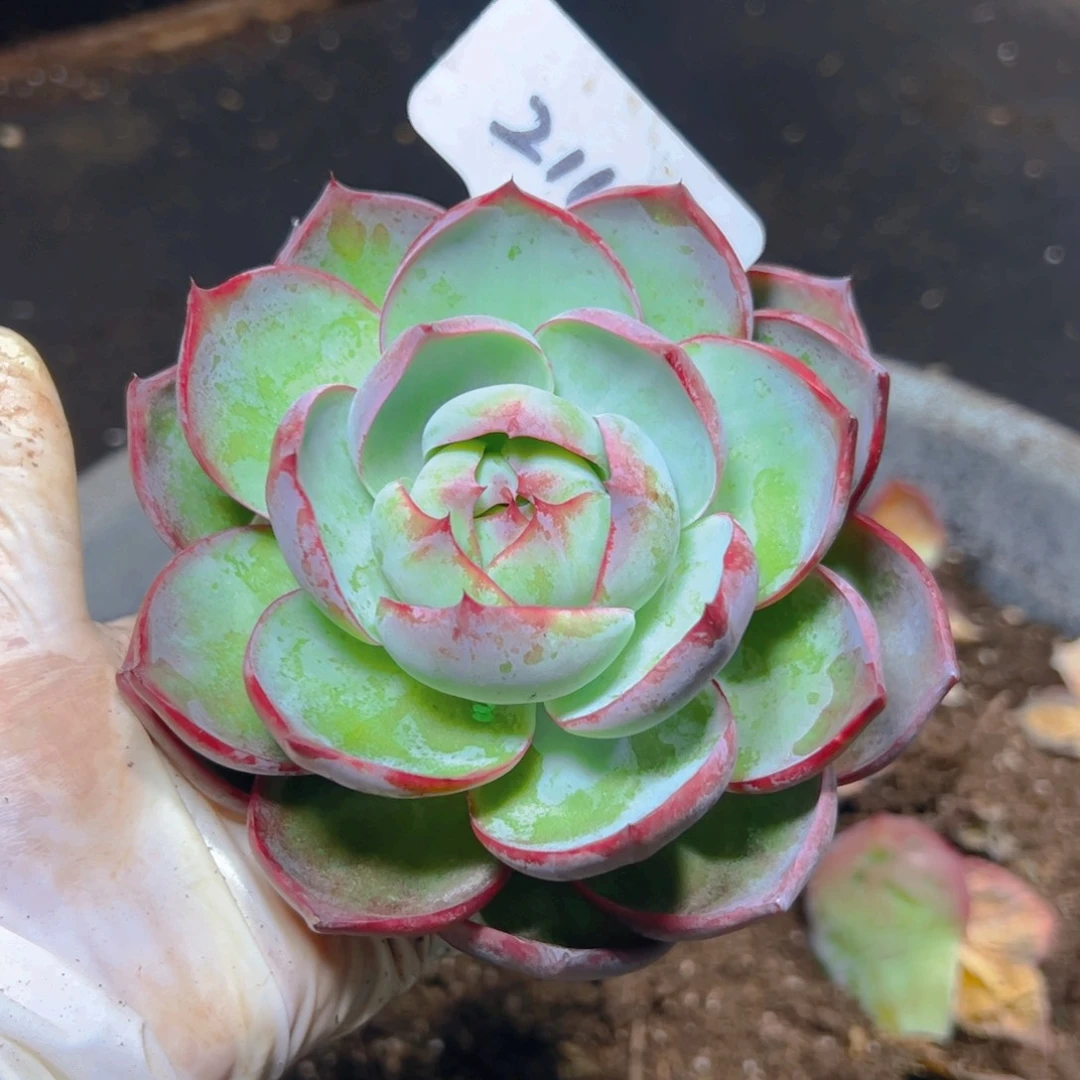 惊鸿仙子一物一拍2116号