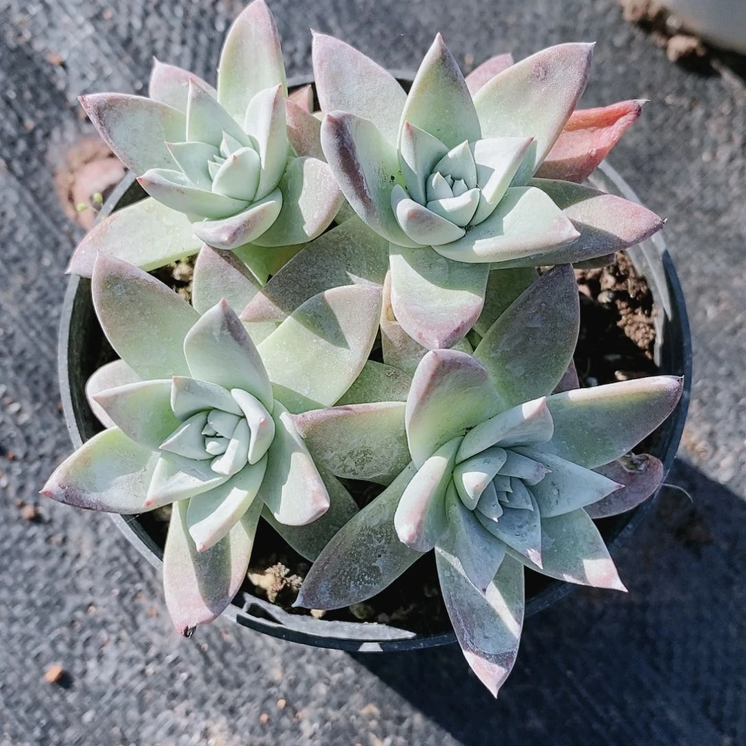 【闪购商品】哈哈哈初霜苹果叶多肉2108