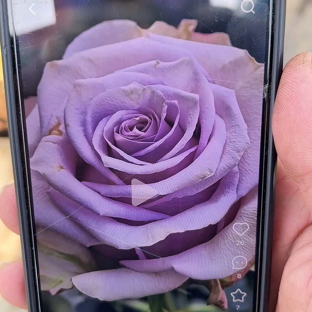 无花朵———太空 大苗