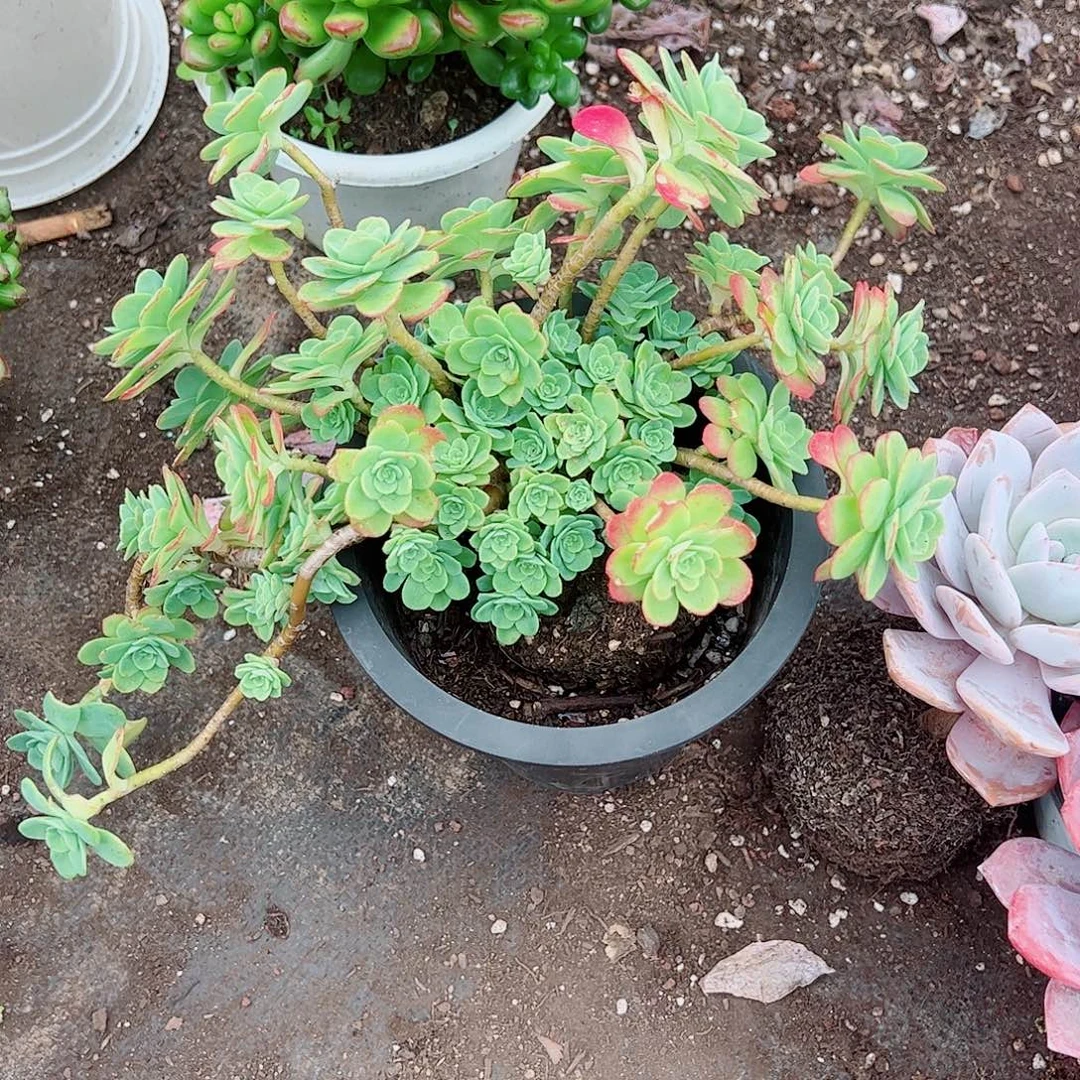 圆叶薄化妆多头造型