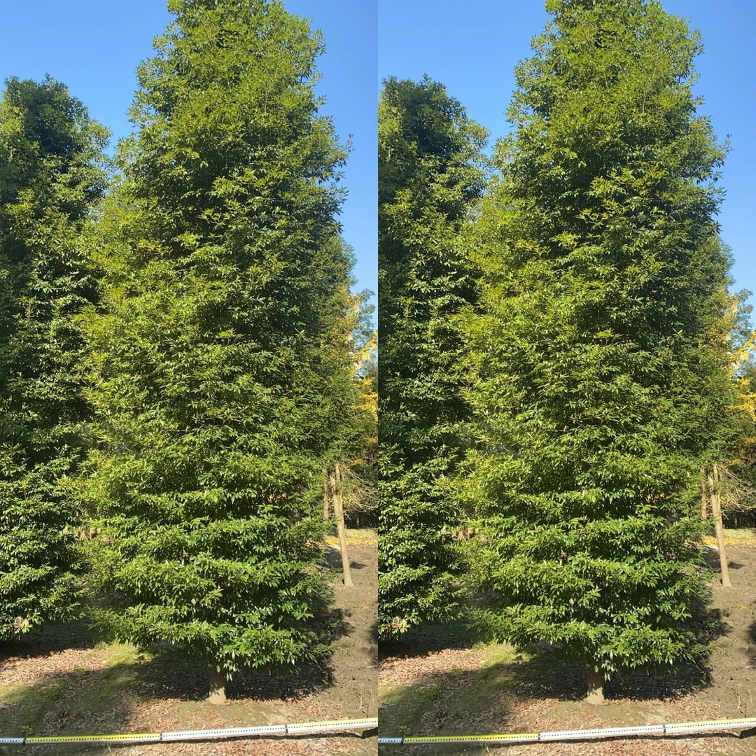 正宗四川小叶桢楠金丝楠树苗别墅庭院种植园林景观绿化工程苗