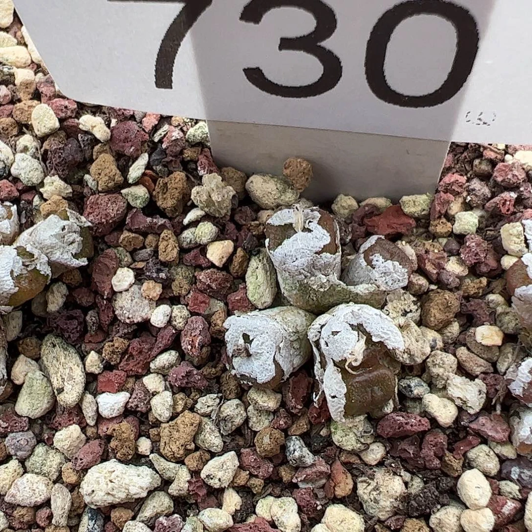 一物一拍方糖脱土发。730