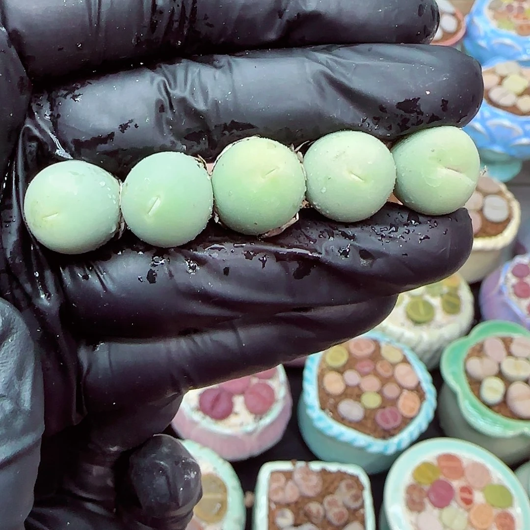 生石花满18包邮0105-71