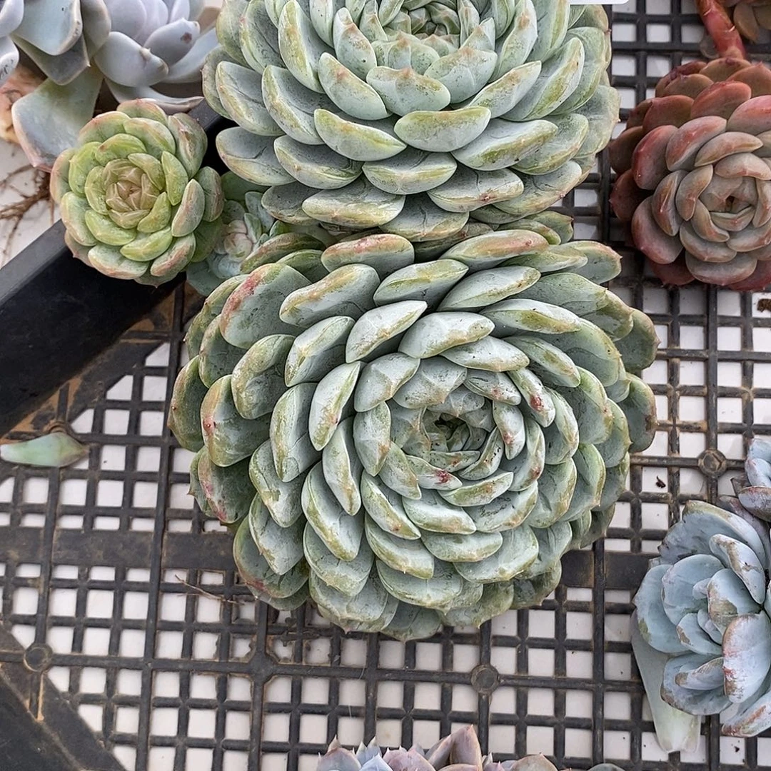 白恋群生多肉多肉077