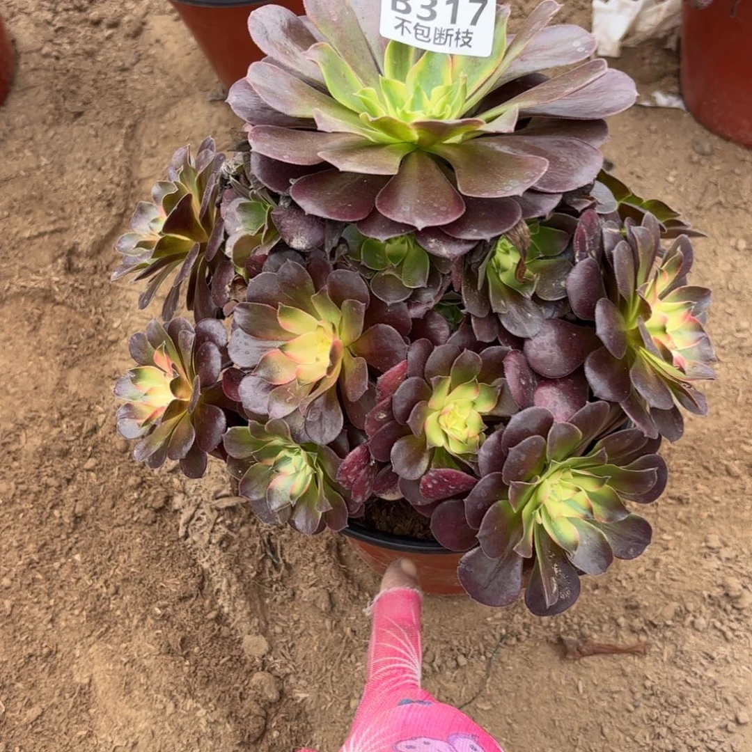 N. 317金丝雀多肉12233