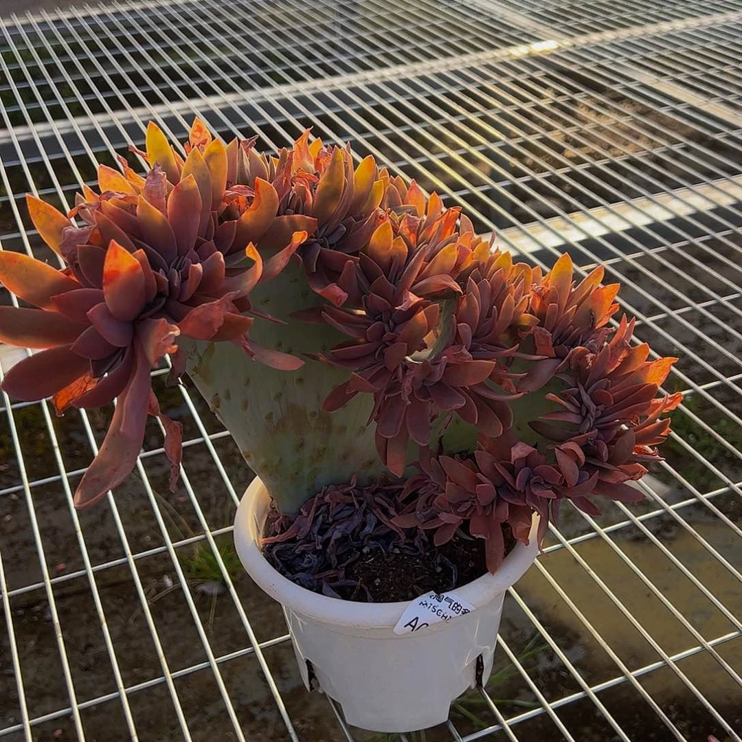 太妃糖缀化多肉植物