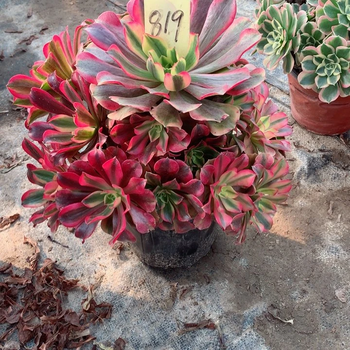 819粉体美杜莎多肉一物一拍～