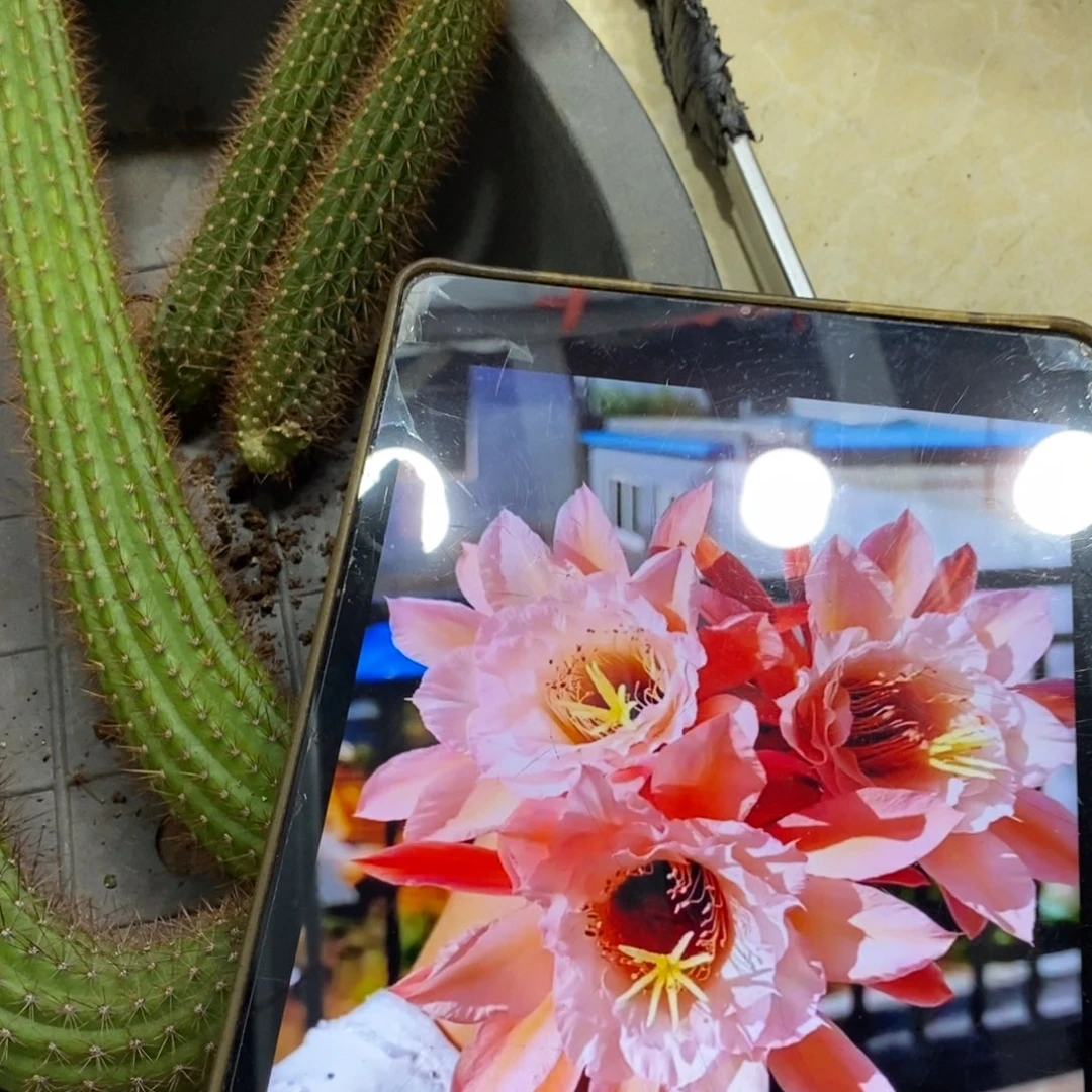进口金妞金3侧芽一条